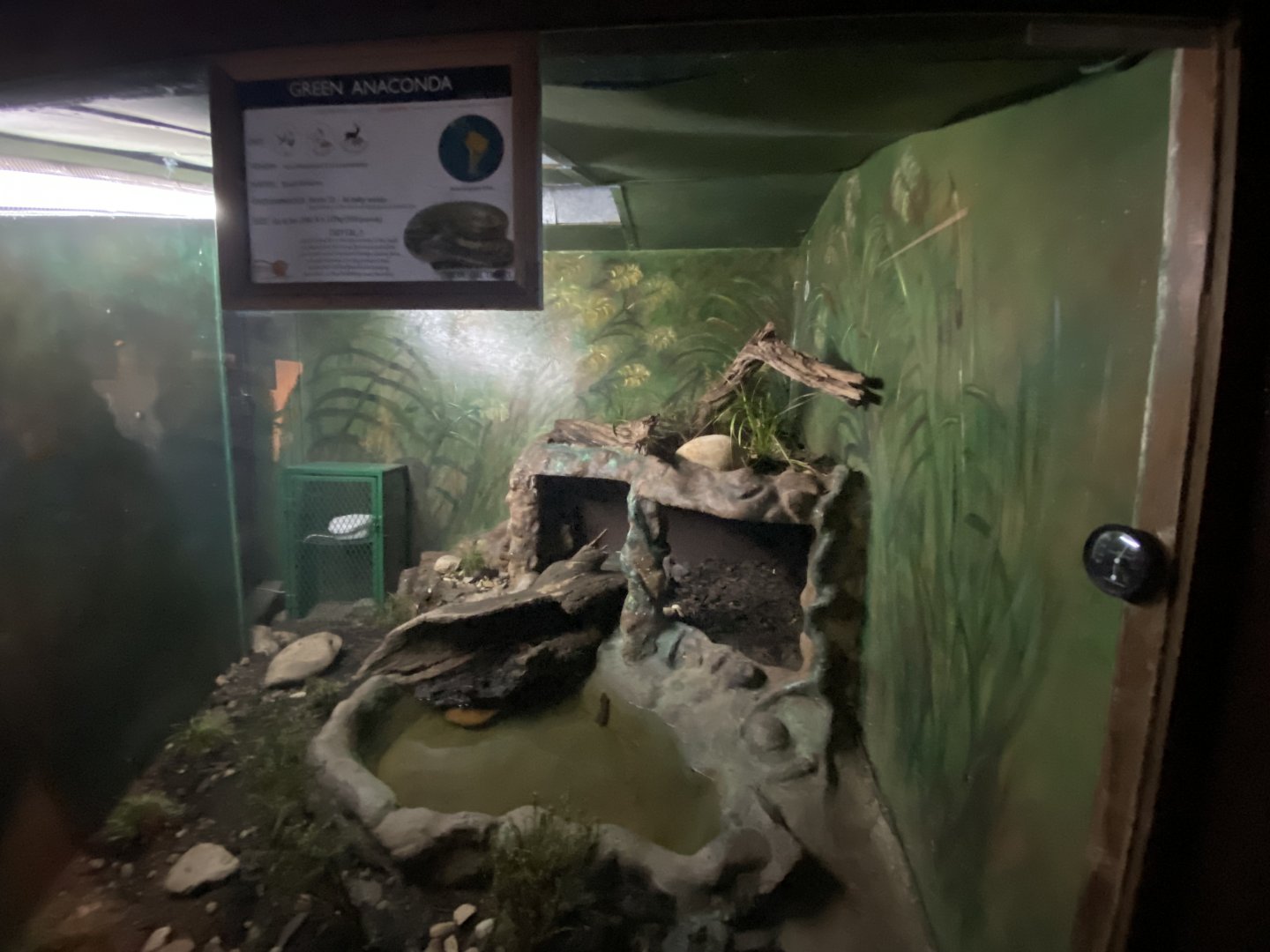 Green anaconda exhibit