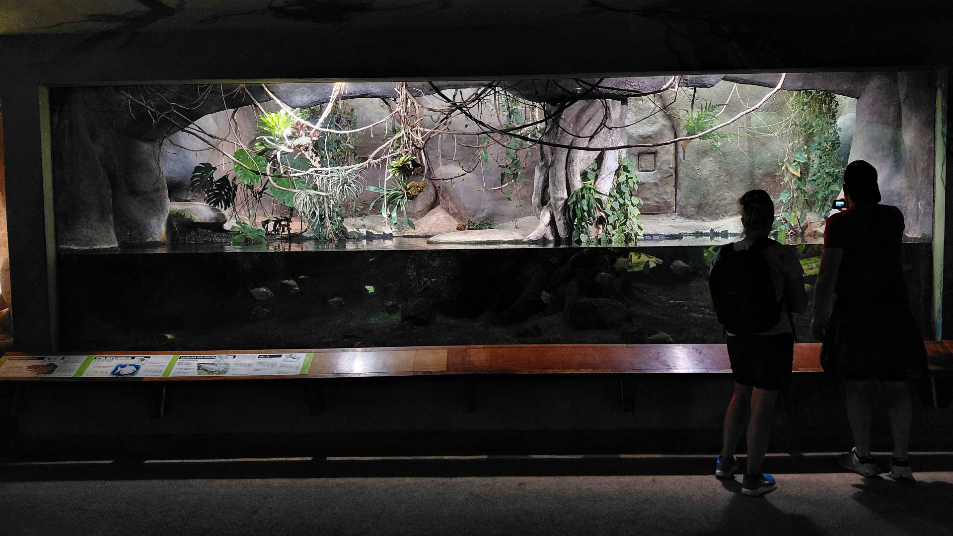 Green anaconda exhibit