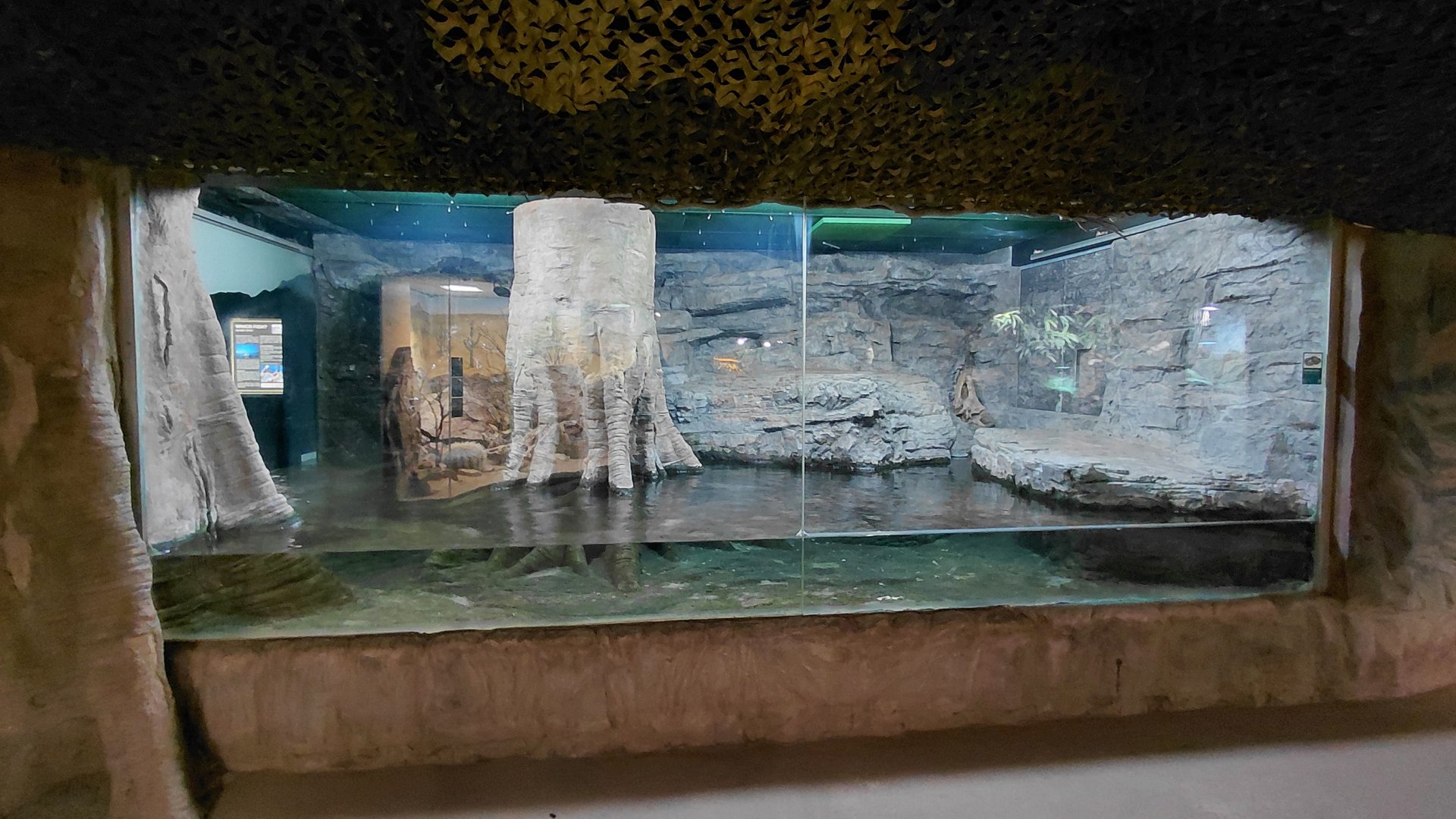 Green anaconda exhibit