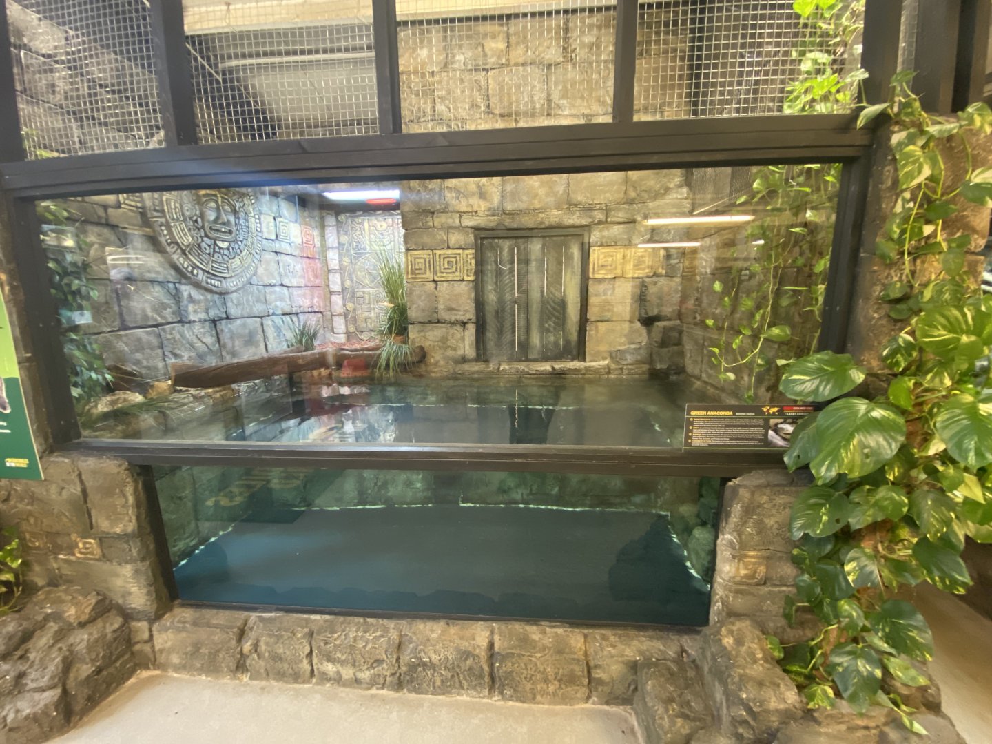 Green anaconda exhibit