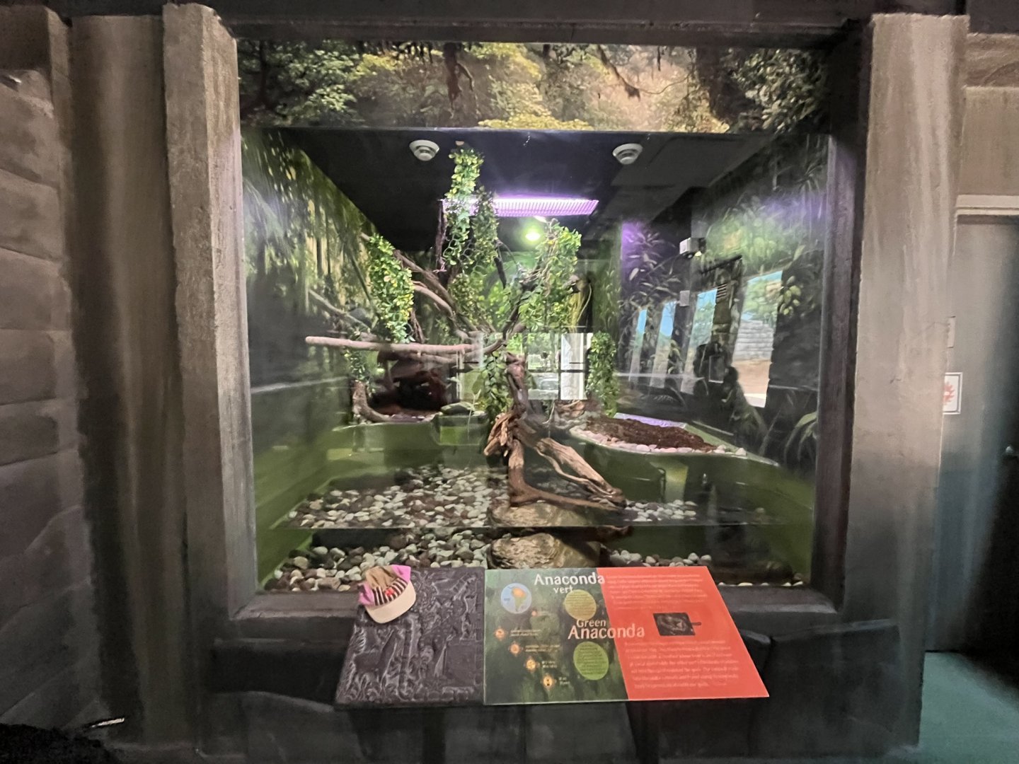 Green anaconda exhibt