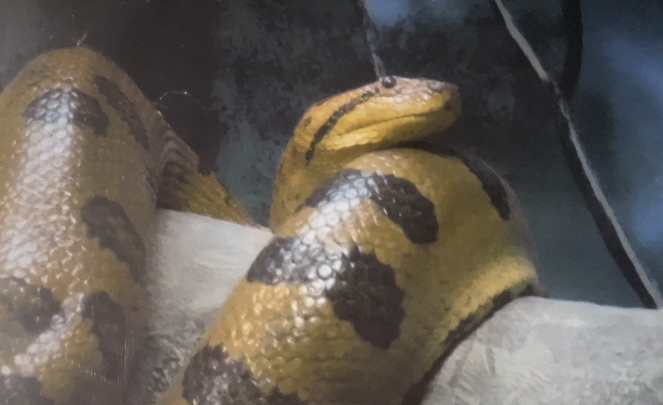 Green anaconda February 18, 2018
