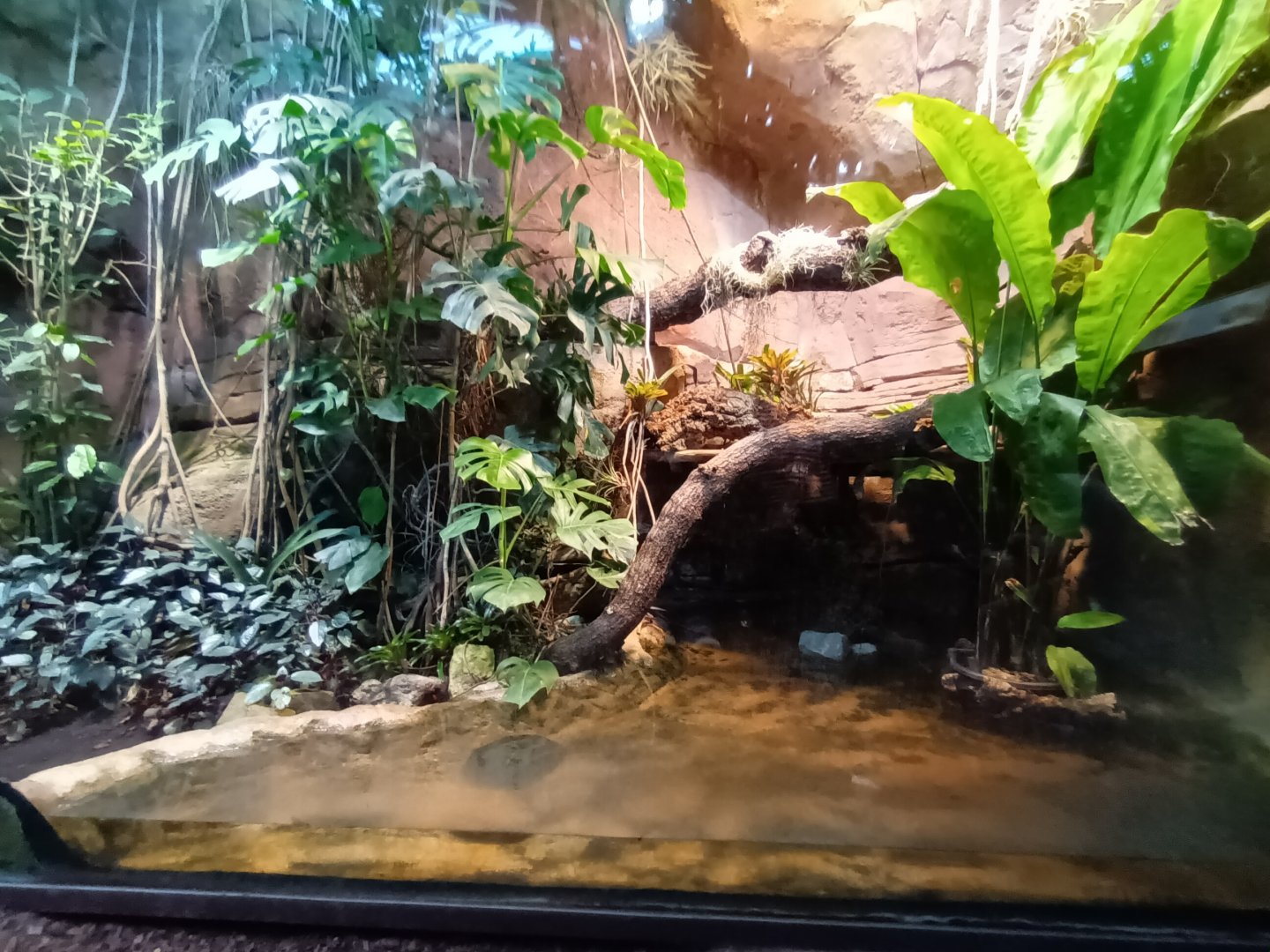 Green Anaconda Habitat