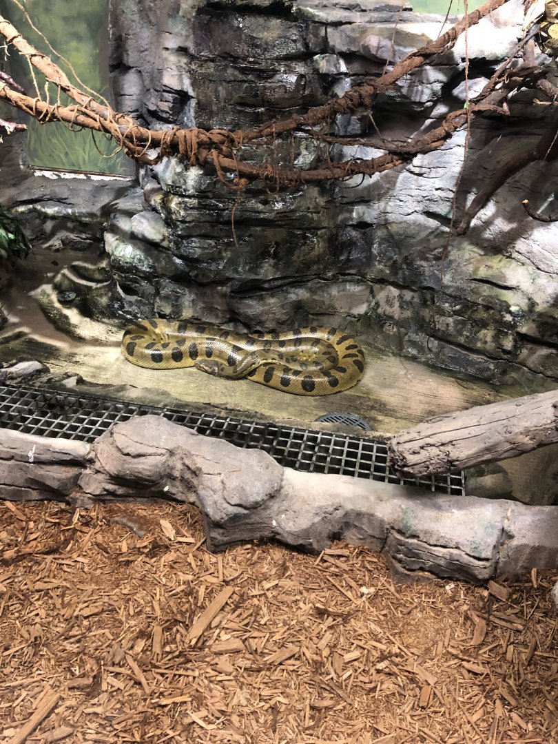 Green Anaconda in Drained Pool