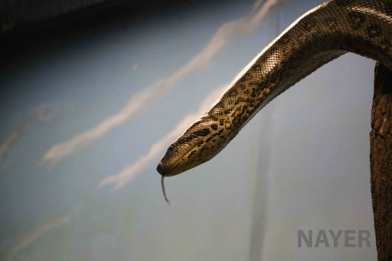 Green anaconda - Instituto Butantan, 2016