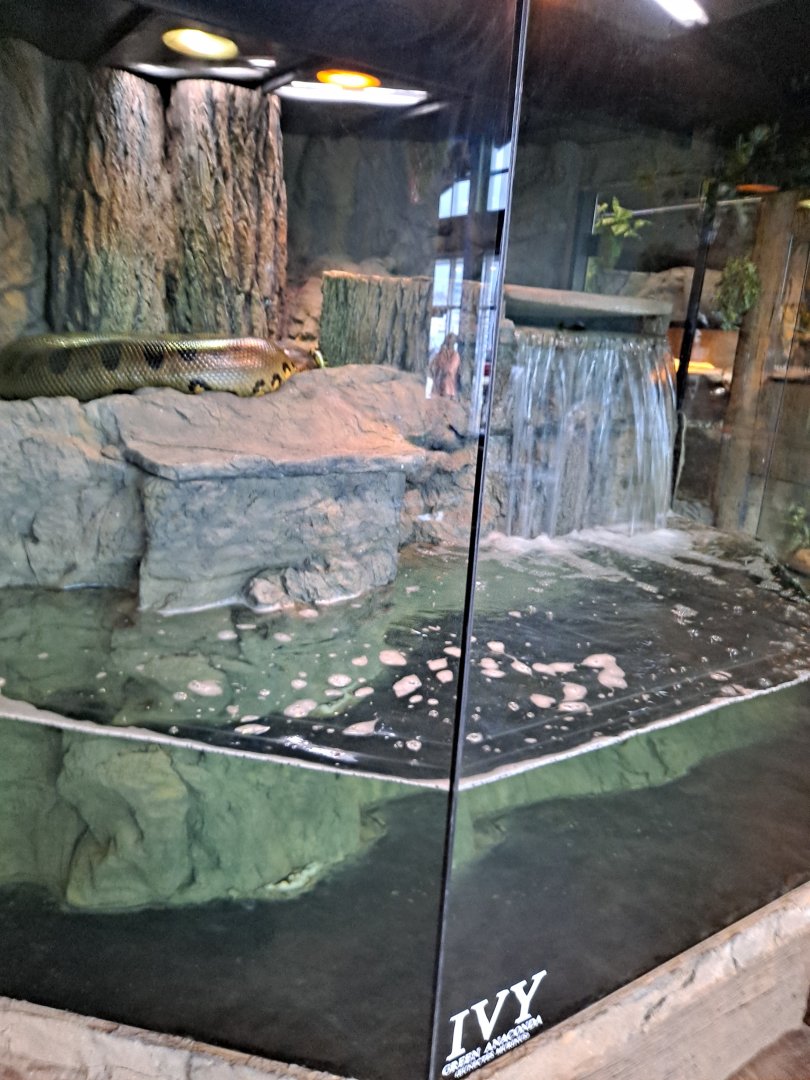 Green Anaconda (Ivy) Exhibit (4/19/25)