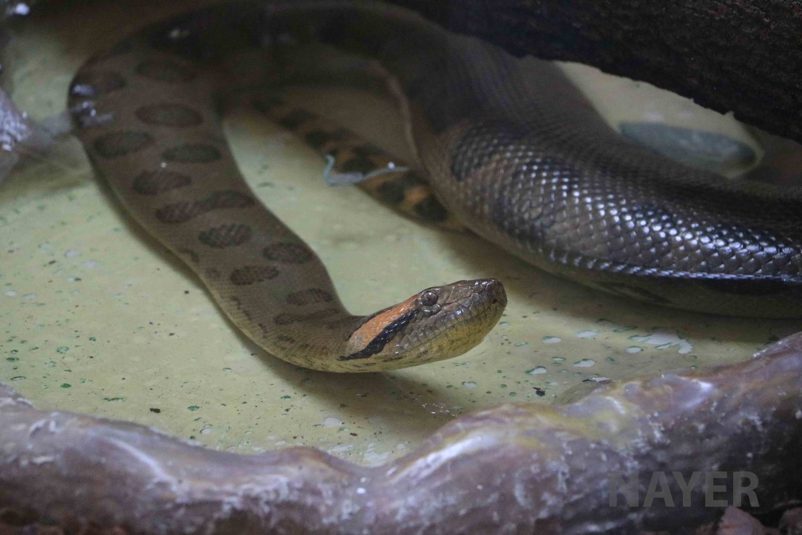 Green anaconda, March 2016