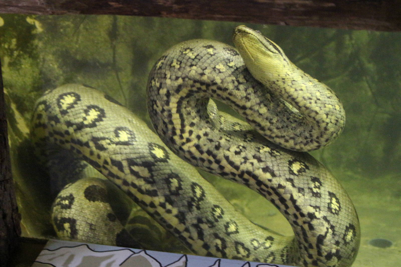 Green Anaconda @ Paignton; 21.09.2016