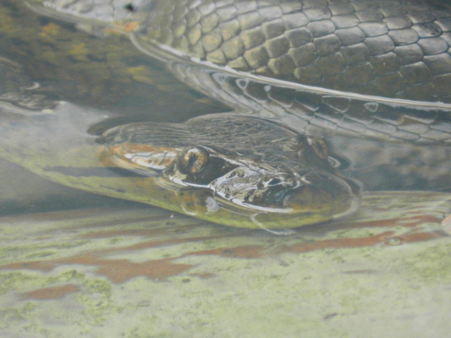 Green anaconda - Parque Zoológico Huachipa