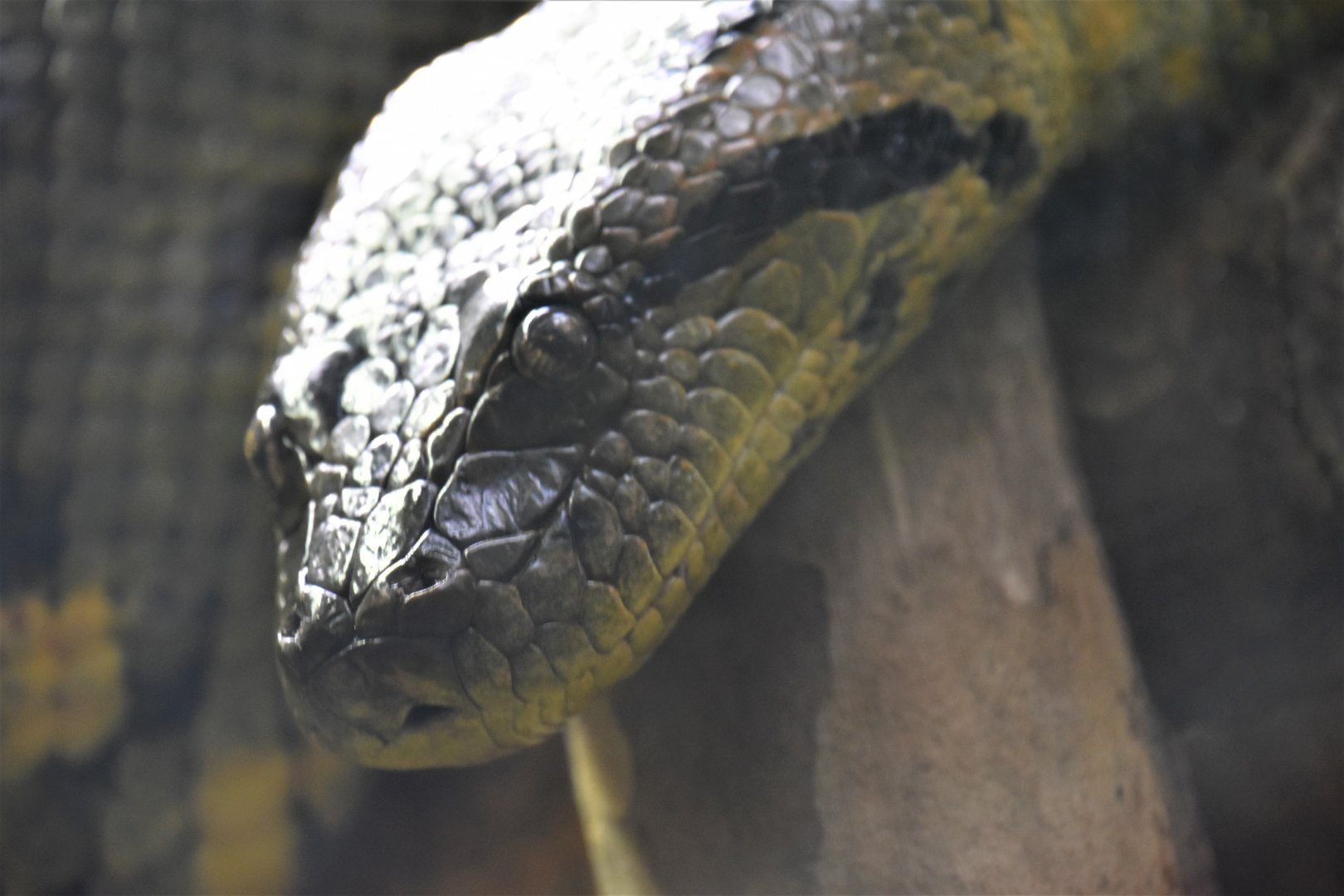Green anaconda portrait