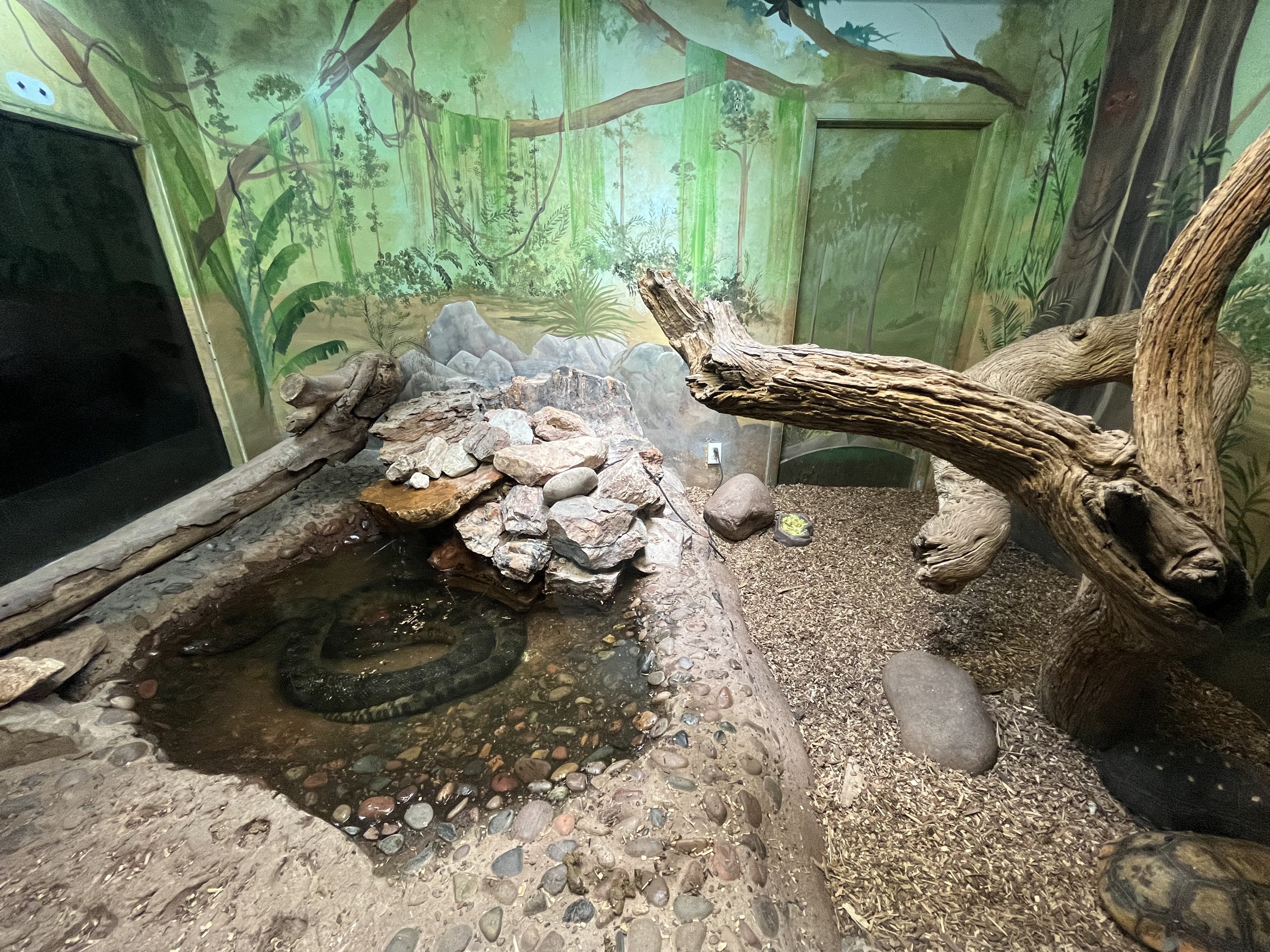 Green Anaconda + Red-footed Tortoise Exhibit