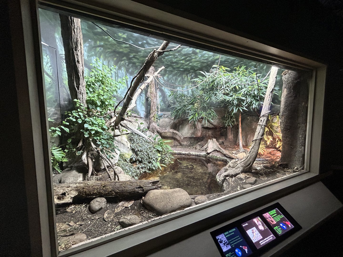 Green Anaconda & Red-tailed Boa Exhibit - Unseen New World