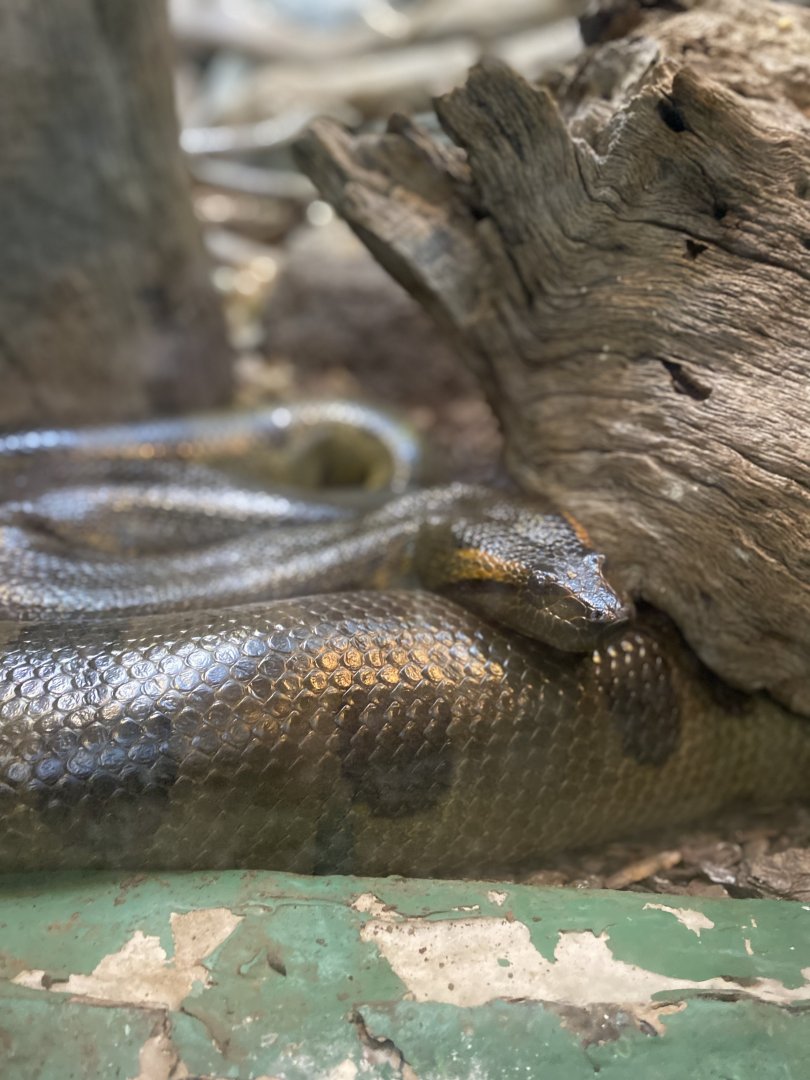 Green Anaconda - Reptile House