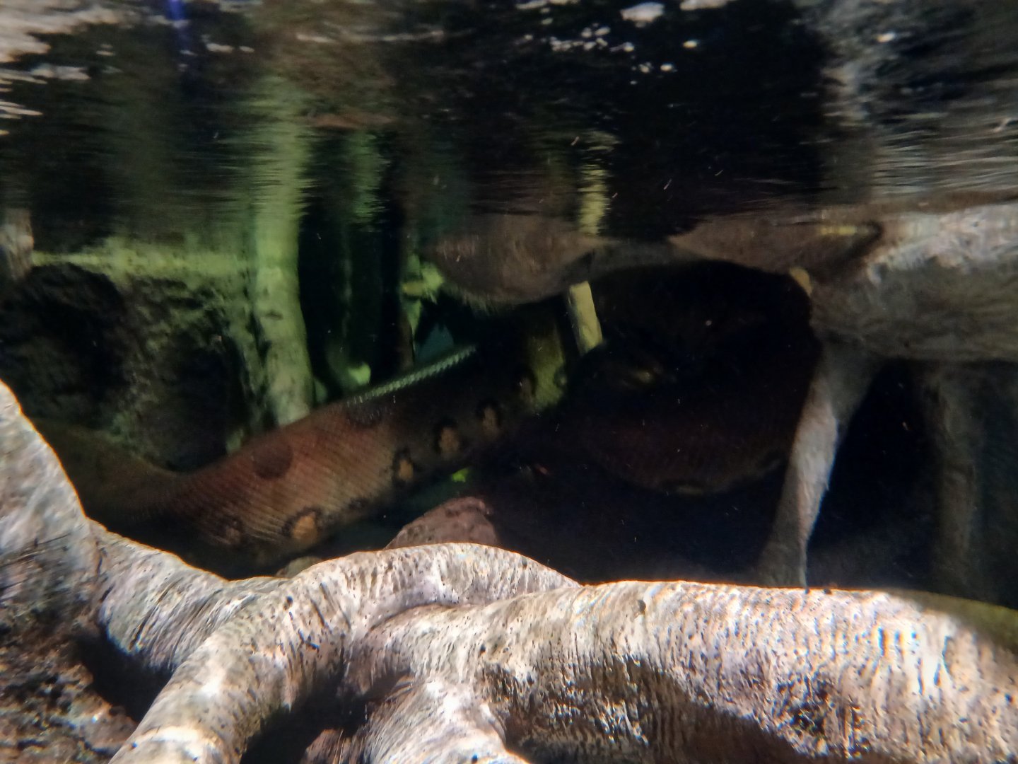 Green anaconda - Seen Jan 29 2024