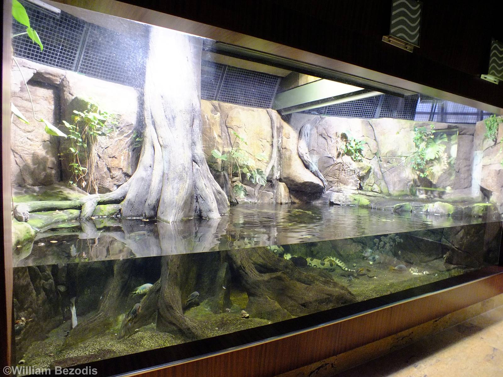 Green Anaconda Tank - Gdynia Aquarium