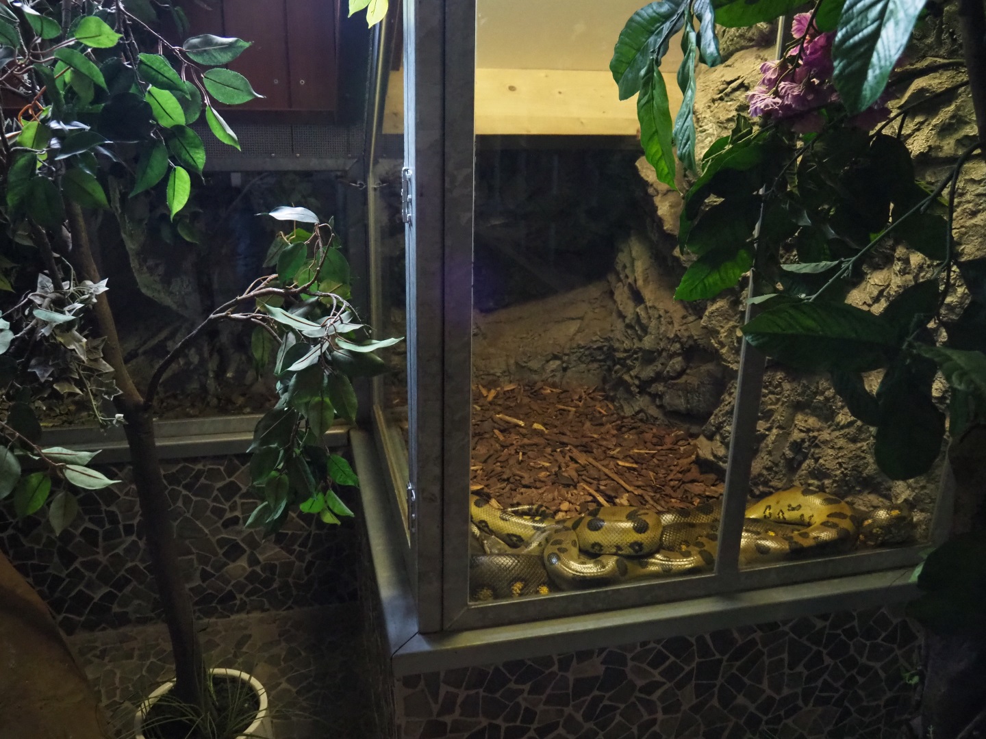 Green anaconda terrarium, 2019-04-06