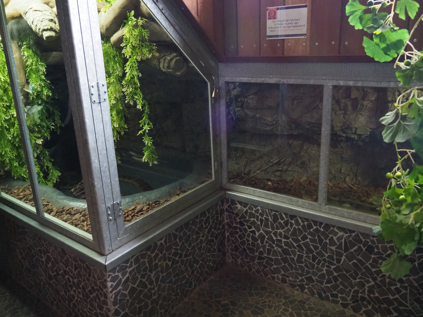 Green anaconda terrarium, 2019-04-06