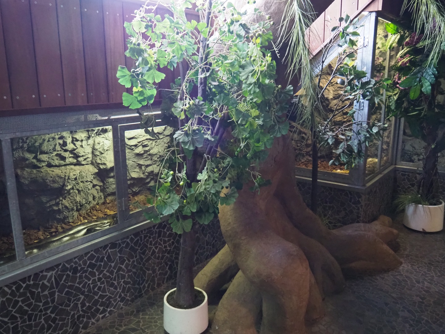 Green anaconda terrarium, 2019-04-06