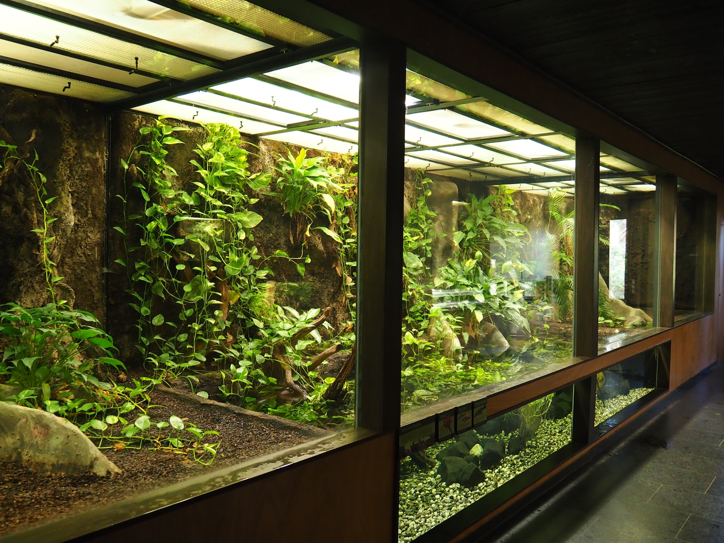 Green anaconda terrarium (Oct 13th, 2018)