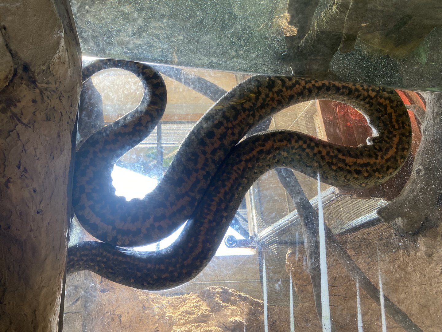 Green Anaconda Underside