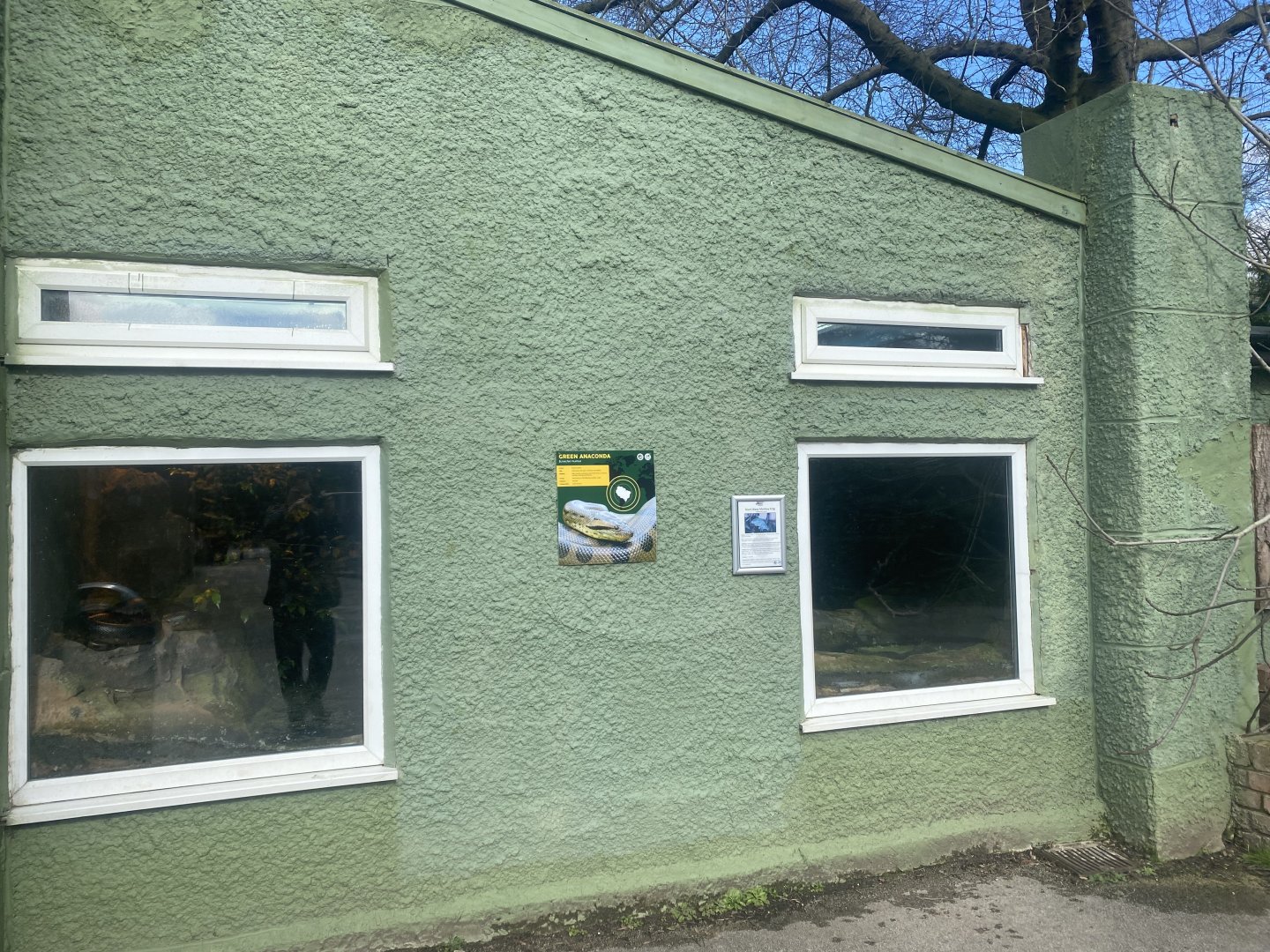 Green anaconda viewing windows from outside Reptile House 040324