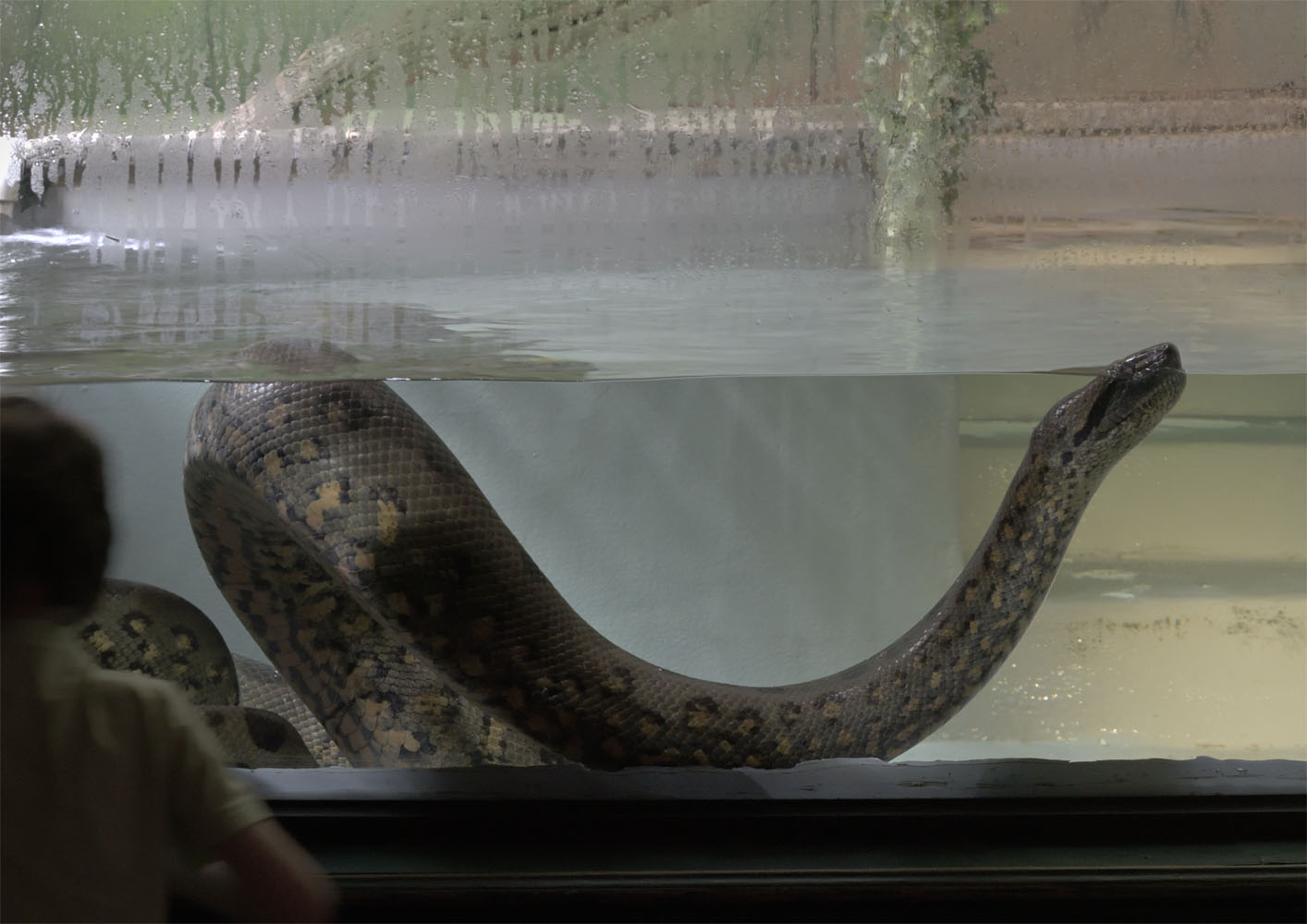 Green anaconda & visitor