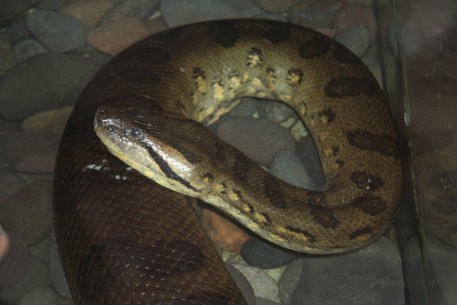 Green Anaconda @ West Midland Safari Park; 09.05.2009