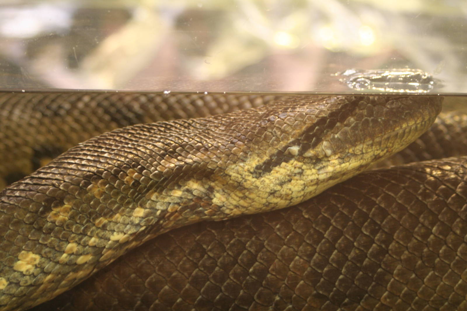 Green Anaconda @ West Midland Safari Park  15.07.2013
