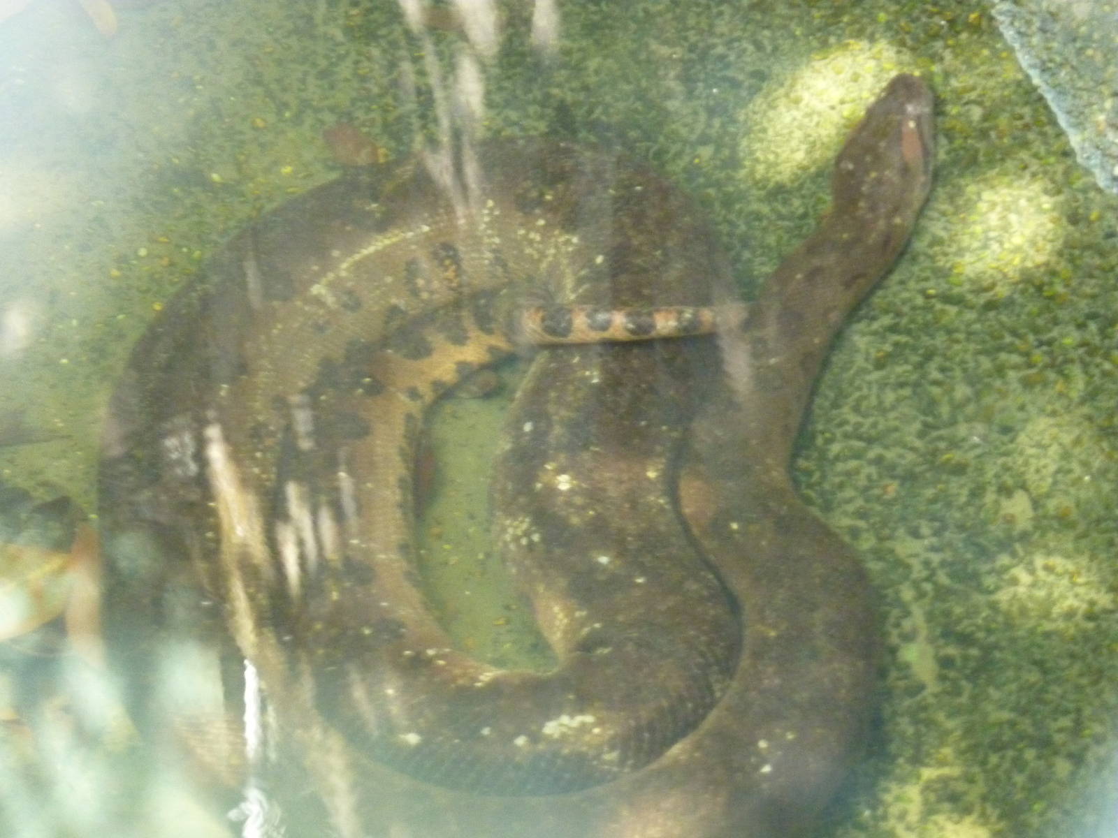 Green anaconda