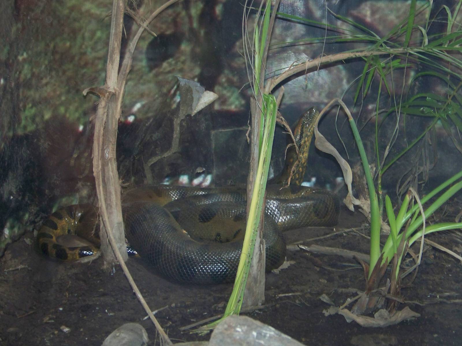 Green Anaconda