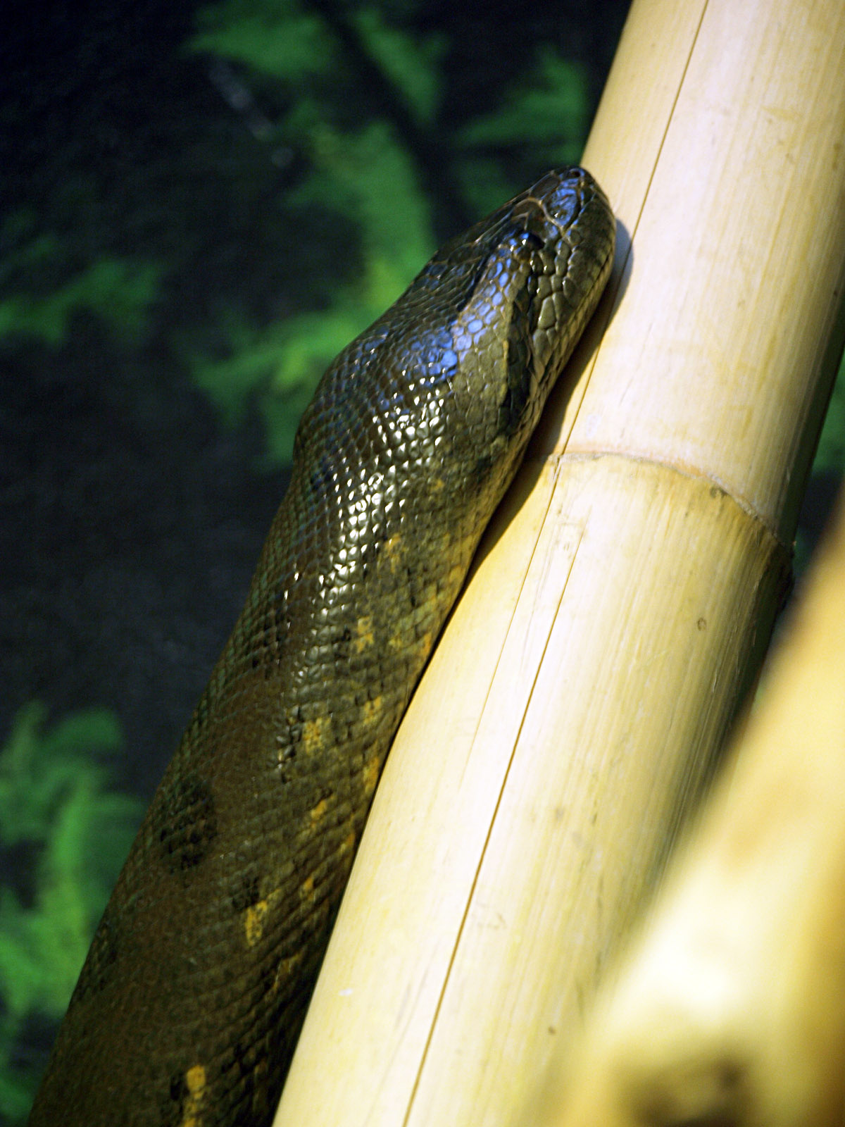 Green anaconda