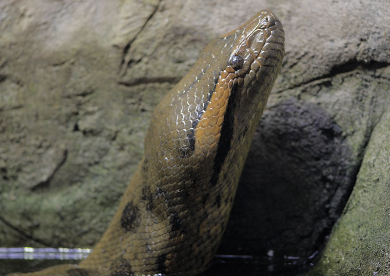 Green anaconda
