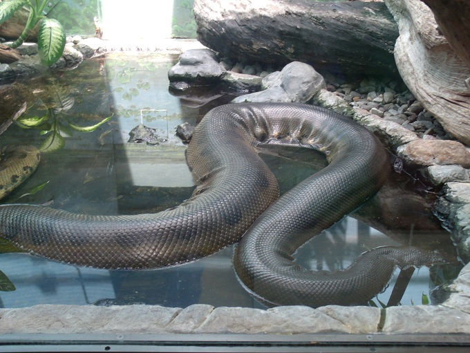Green Anaconda