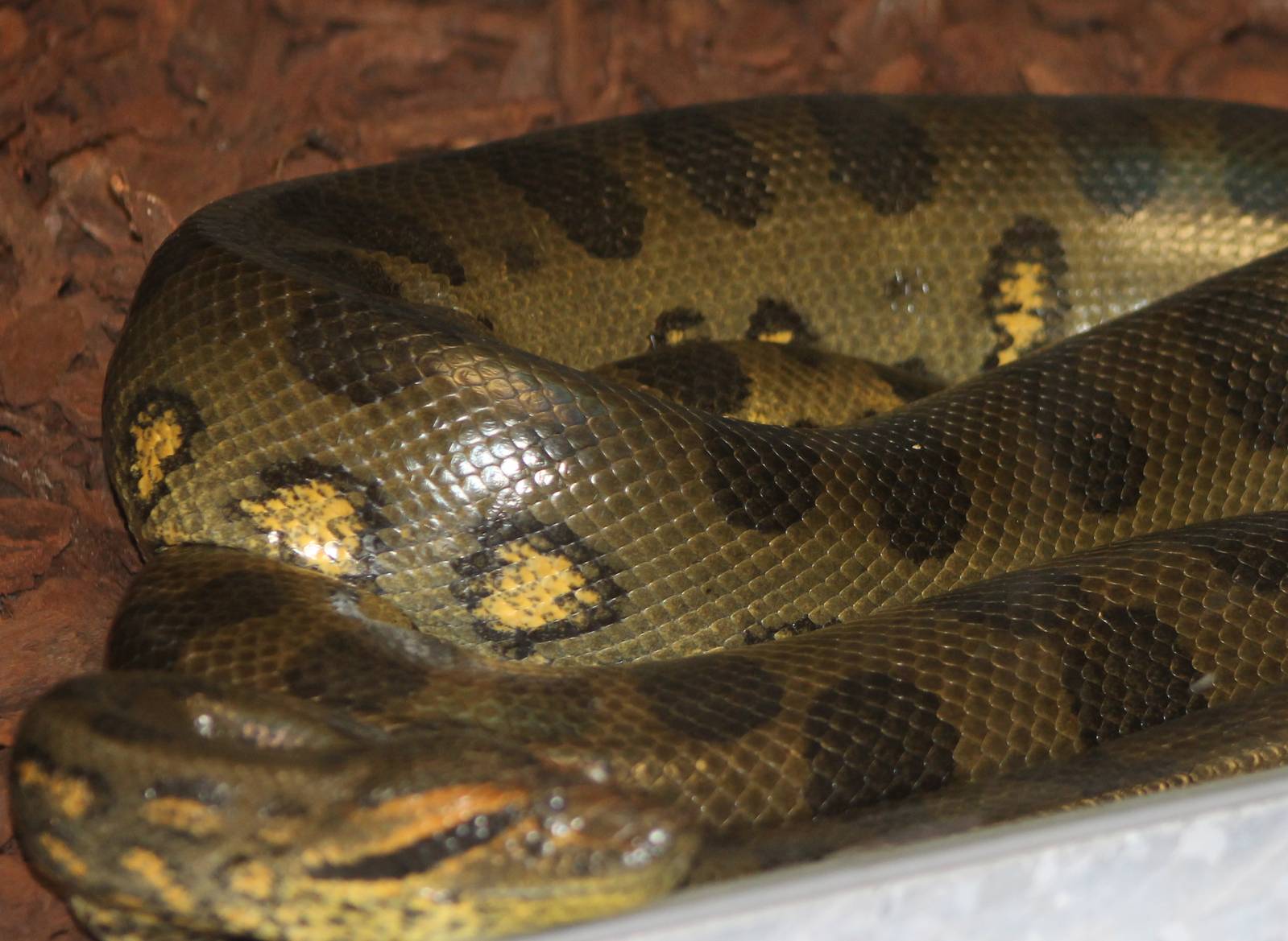 Green anaconda
