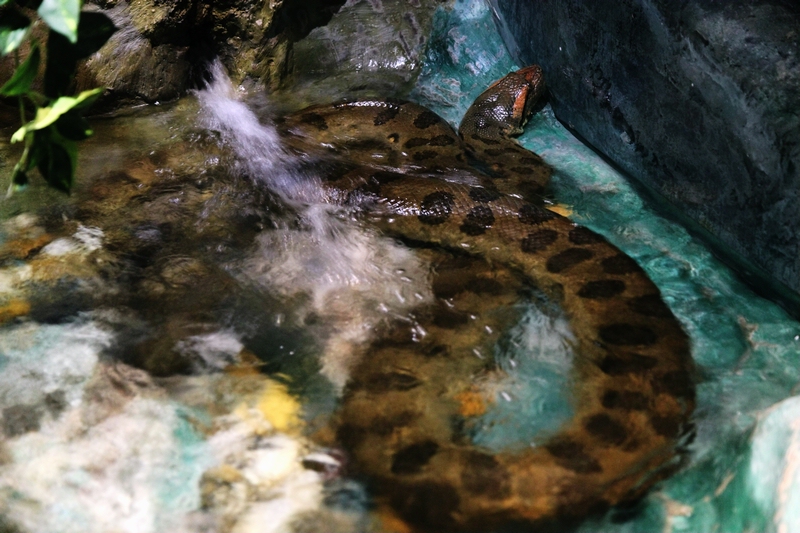 Green anaconda