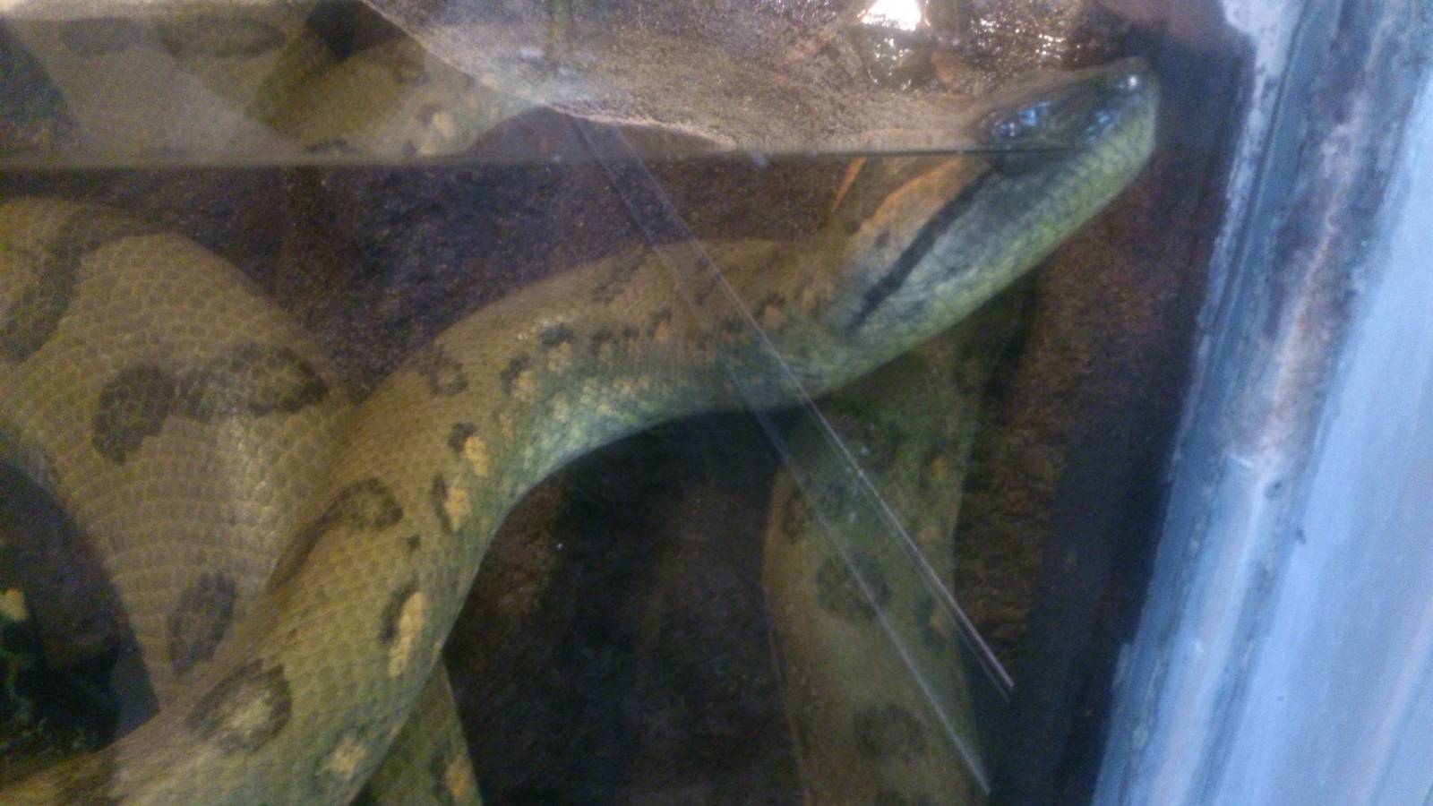green anaconda