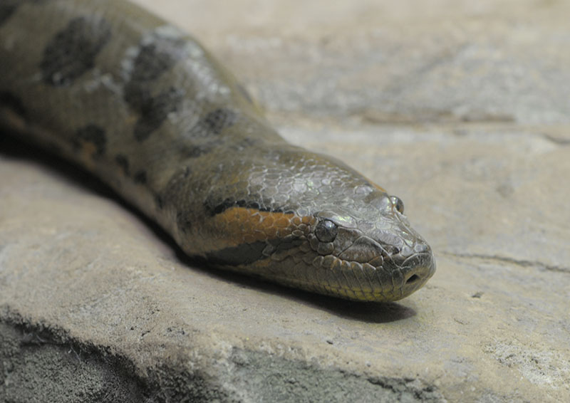 Green anaconda