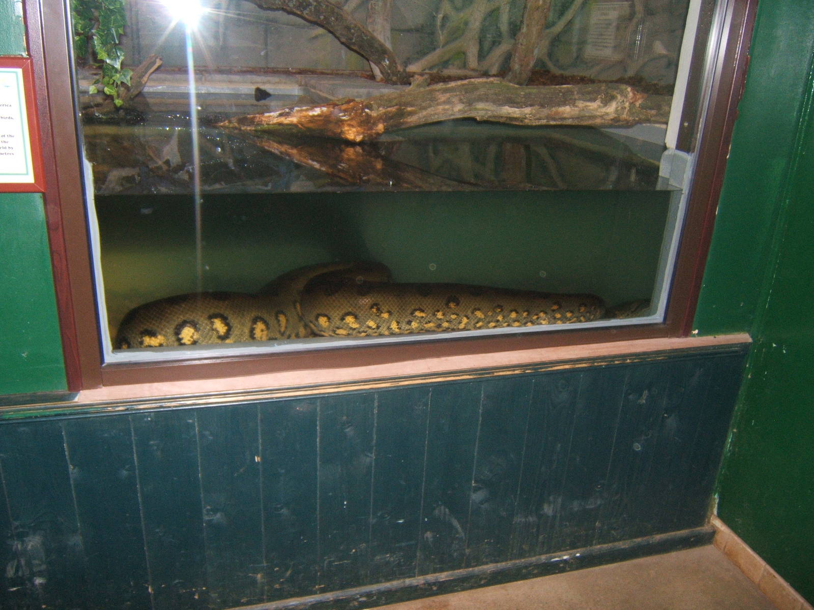 Green Anaconda