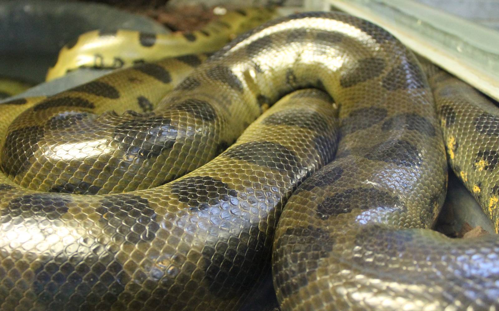 Green anaconda