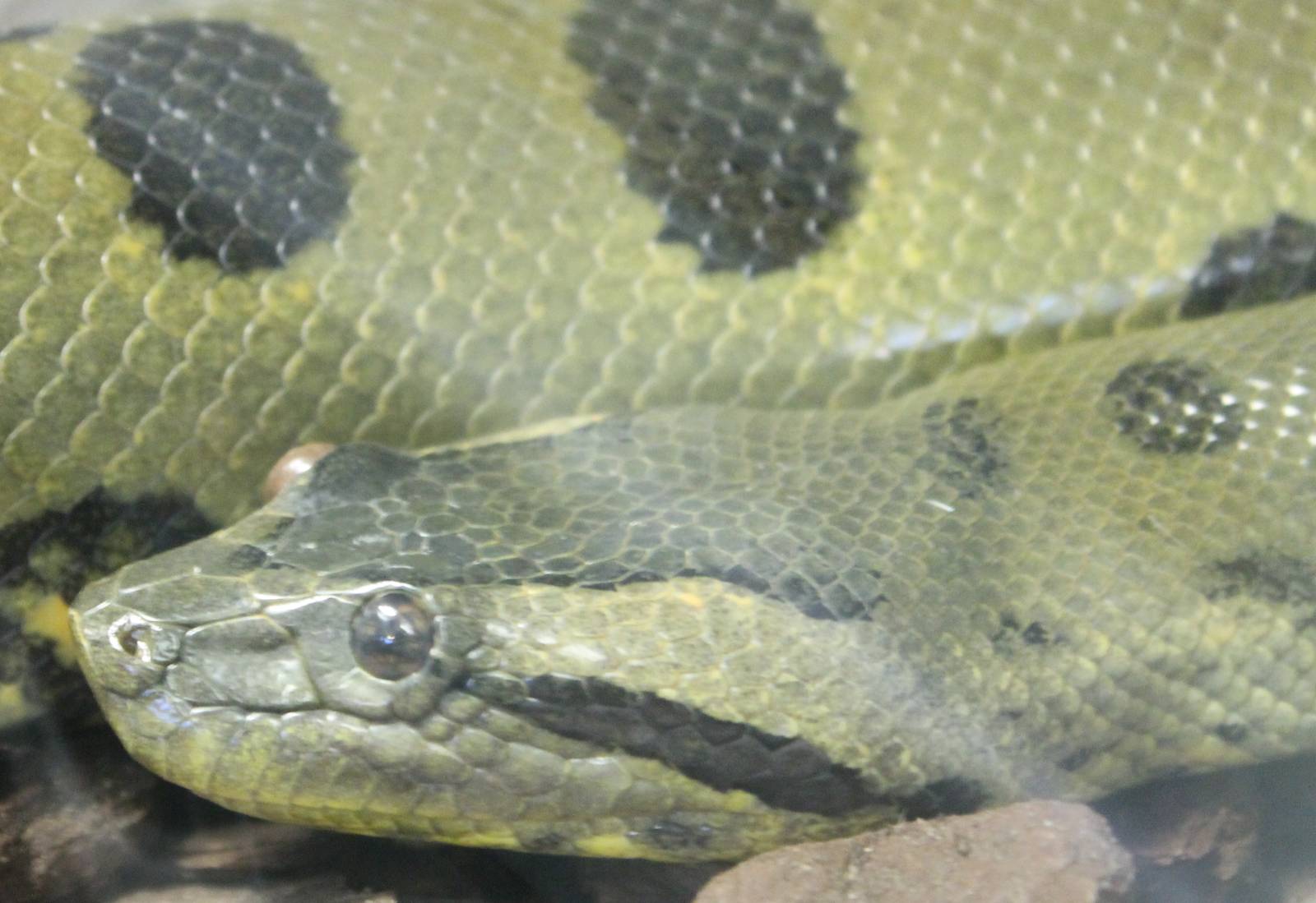 Green anaconda