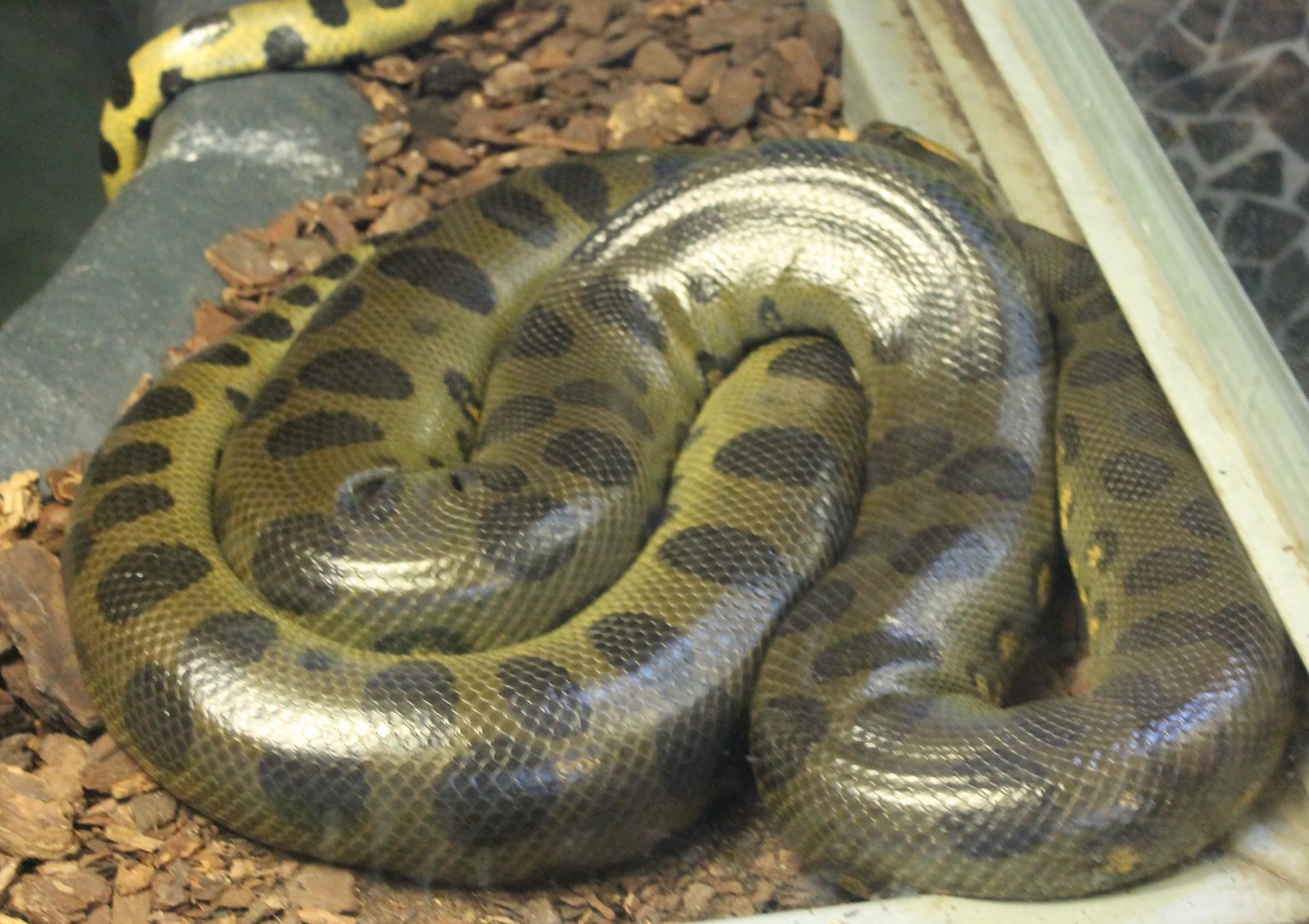Green anaconda