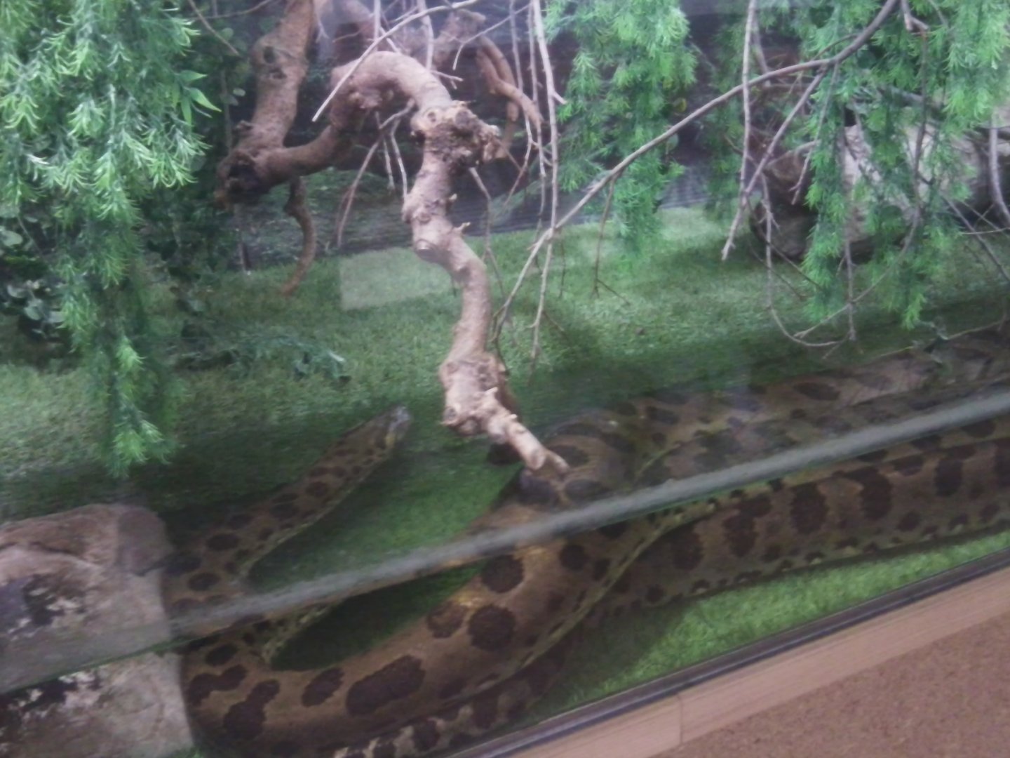 Green anaconda