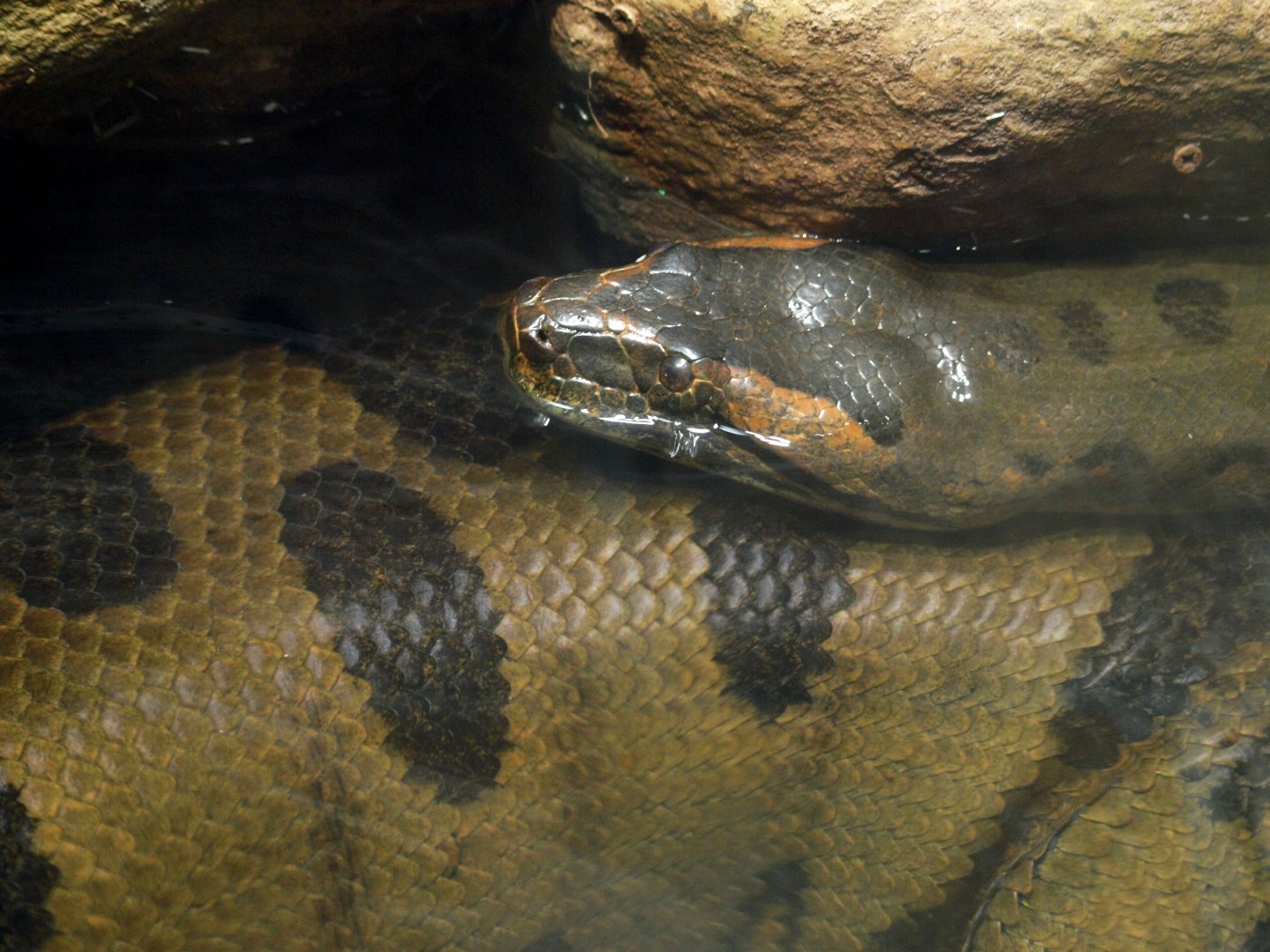 Green anaconda