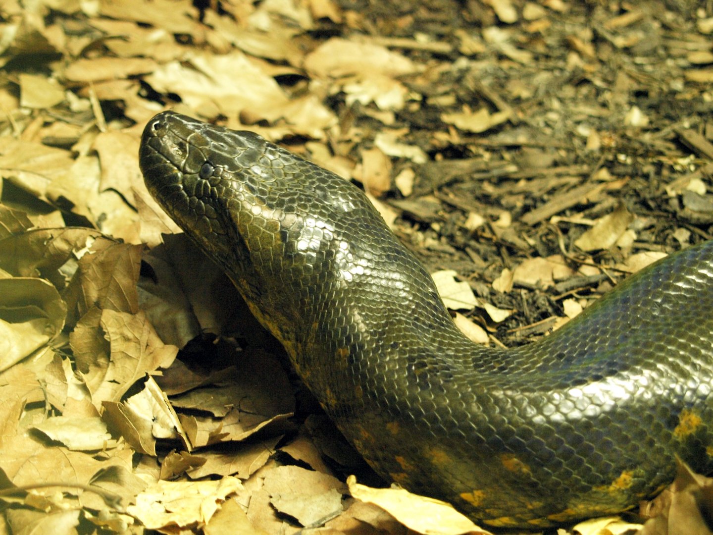 Green anaconda