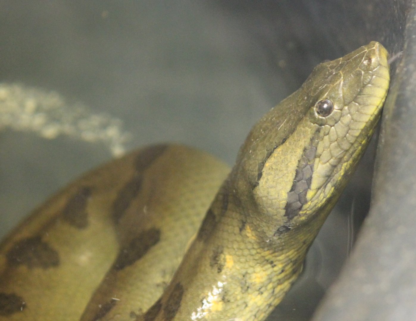 Green anaconda
