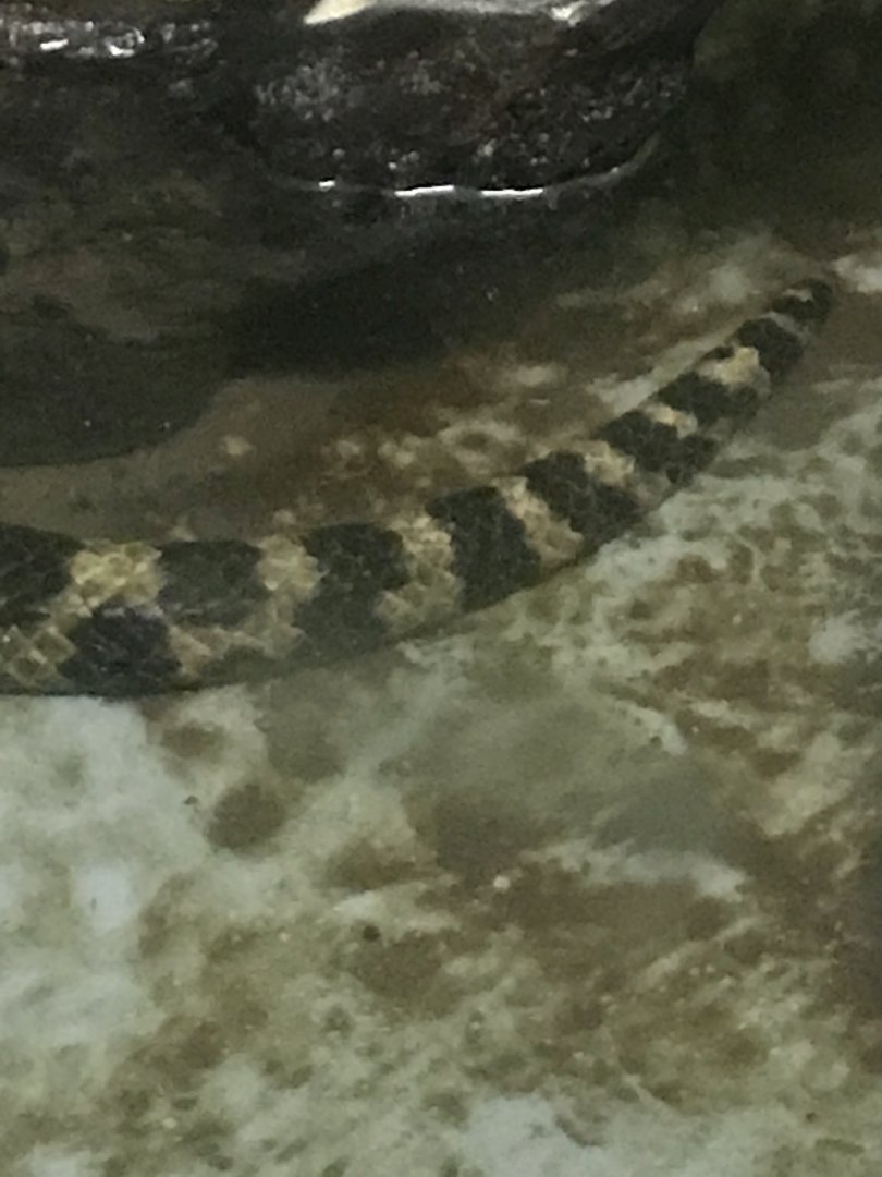 Green Anaconda