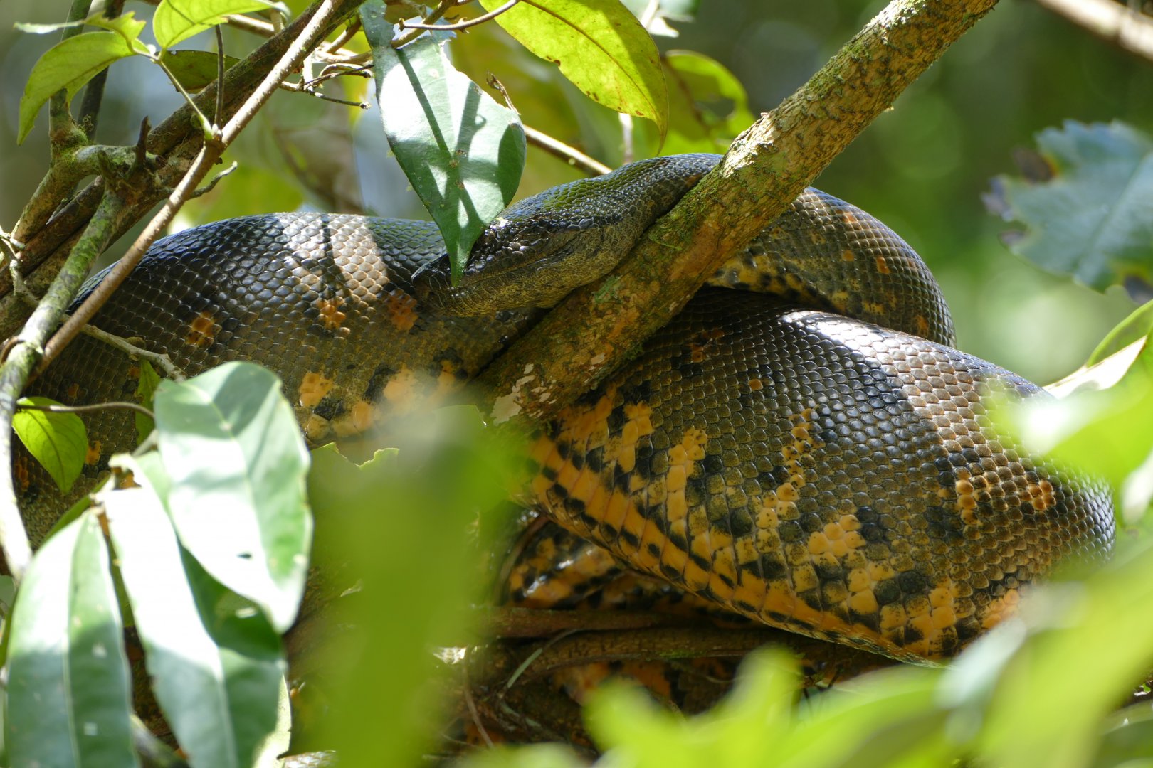 Green anaconda
