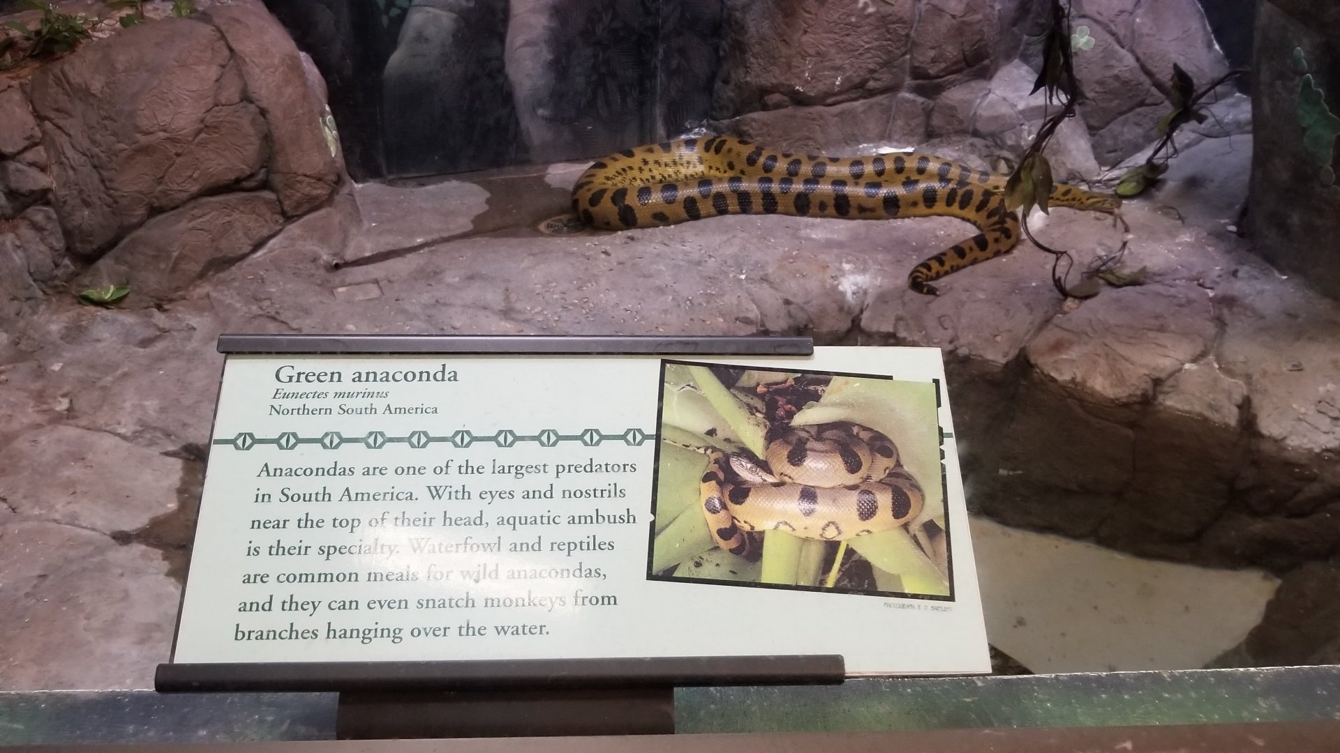 Green Anaconda
