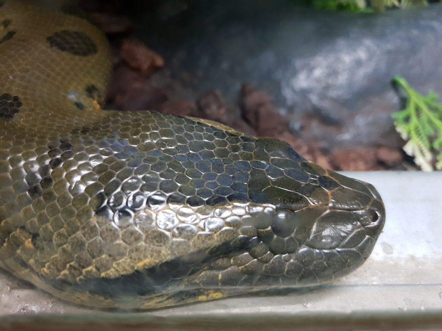 Green anaconda