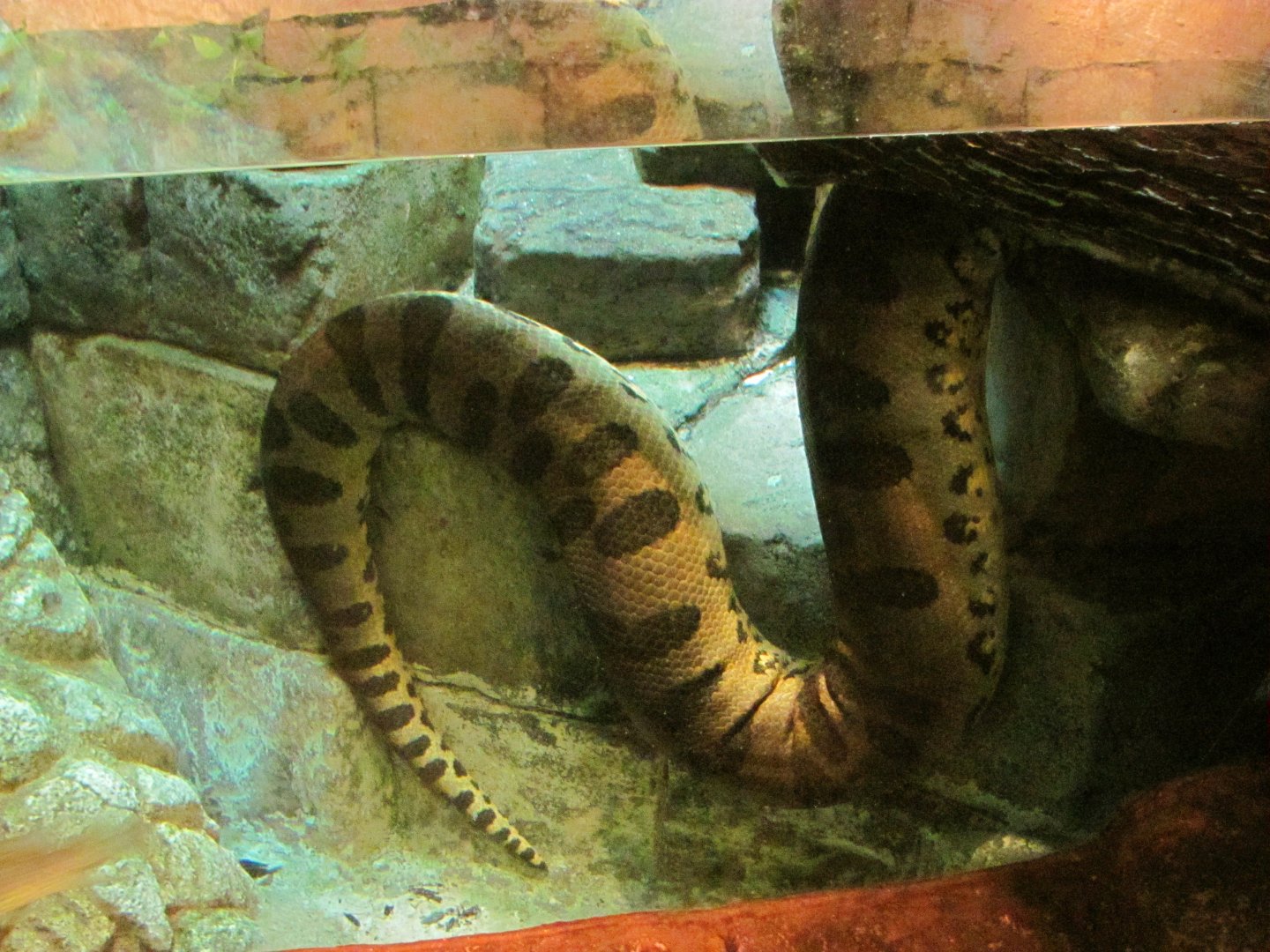 Green Anaconda